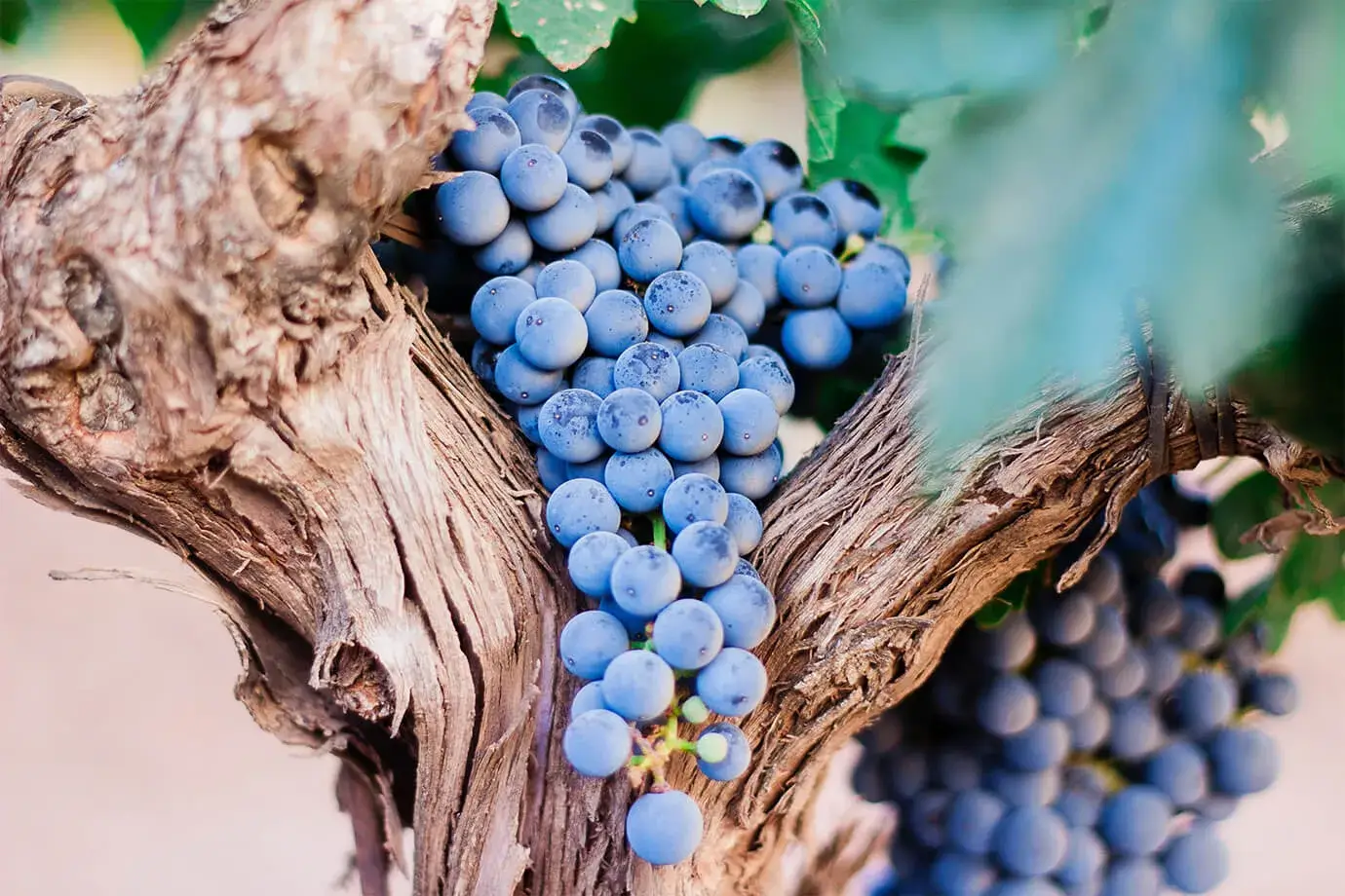 Blaubeeren